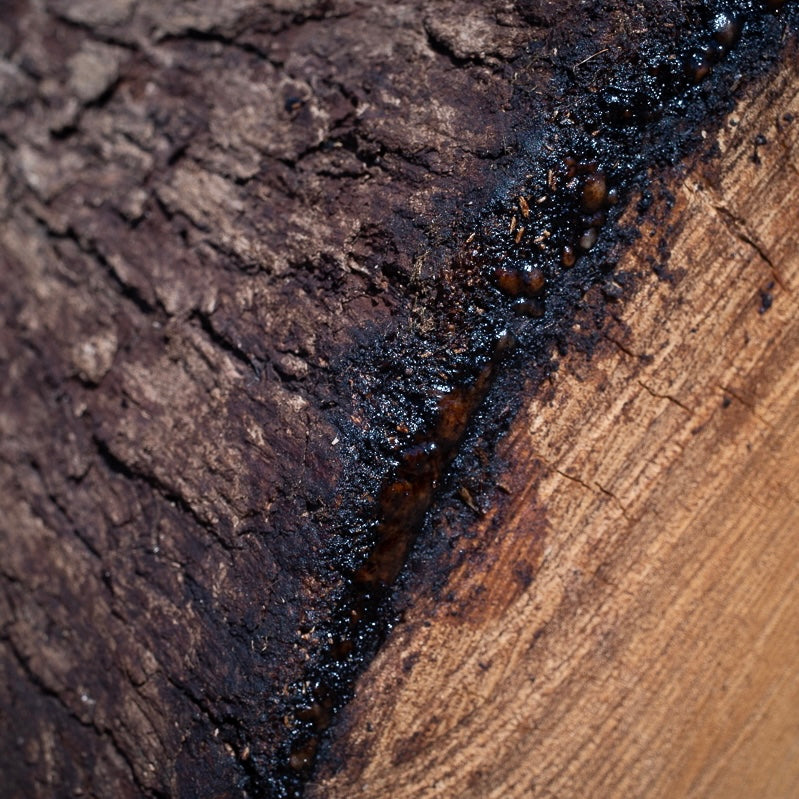 樹木の成分って何だろう What are the chemicals of the tree?
